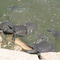 Alexander River 012