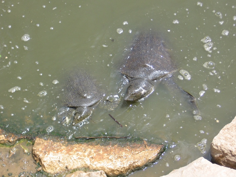 Alexander River 013
