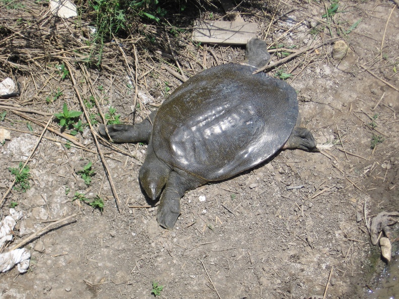 Alexander River 037