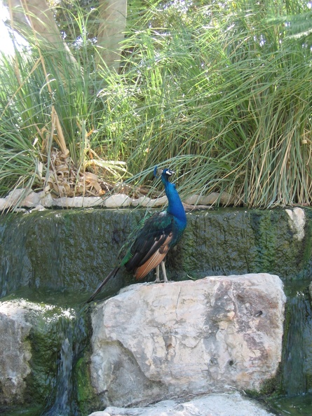 Gan Guru 082.jpg