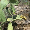 Golan 023