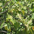 Golan 024