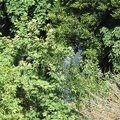 Golan 025