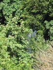 Golan 025