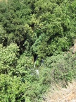 Golan 026