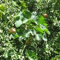 Golan 040