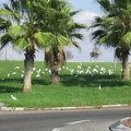 Haifa 011