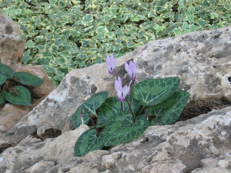 Rothschild Park 027