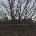 Stirling 012
