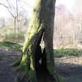 Roslin 113
