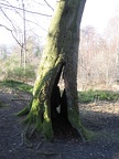 Roslin 113