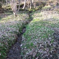 Roslin 115