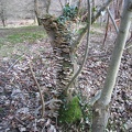 Roslin 117
