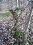 Roslin 117