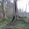 Roslin 120