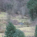 Roslin 016