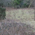 Roslin 026