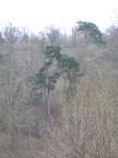 Roslin 028