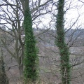 Roslin 033