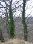 Roslin 033