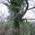 Roslin 043