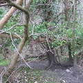 Roslin 045