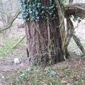 Roslin 049