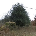 Roslin 055
