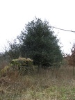 Roslin 055