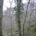 Roslin 075