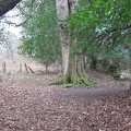 Roslin 088