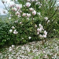 CIMG0333