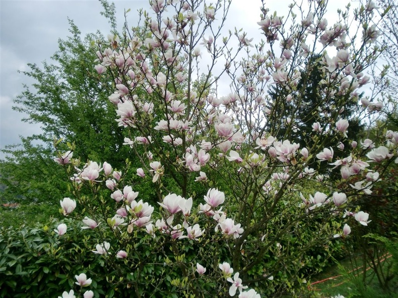 CIMG0334