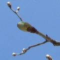 IMG_1351