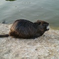 Nutria, Alexander Stream