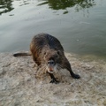 Nutria, Alexander Stream