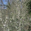 IMG_1547.JPG