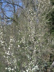 IMG_1547.JPG