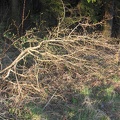 IMG_1571.JPG