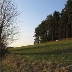 Evening