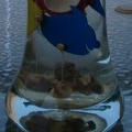 Fish_fragment2.jpg