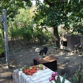 DSC02950.JPG