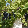 DSC02955.JPG