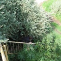 Alexander Stream 008