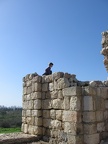 Yarkon Springs 030