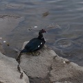 DSC04638