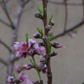 DSC04753