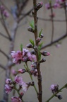 DSC04753