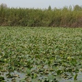 DSC04788