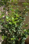 DSC04805